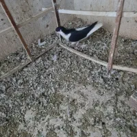 چپ سیاه نر|پرنده|قزوین, |دیوار