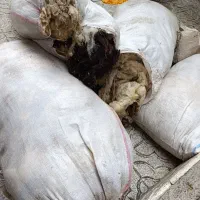 پشم گوسفند پاییزه و بهاره