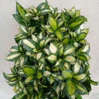 سانسوریا کلکسیونی|گل و گیاه طبیعی|کرمانشاه, |دیوار