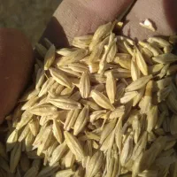 جو محلی تمیز
