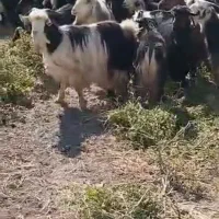 بز داشتی ابستن وکهره|حیوانات مزرعه|سیدان, |دیوار