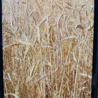 کاه گندم درجه یک خرمنکوب بادی