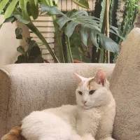 ۳ گربه گمشده