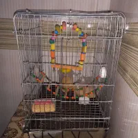 قفس پرنده