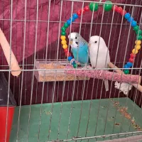 یک جفت مرغ عشق با جوجه