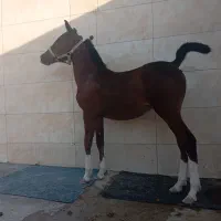 کره مادیان پنج نشان