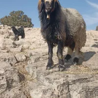 نرمیش ترکی اصل....اطراف لالی|حیوانات مزرعه|لالی, |دیوار