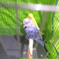 مرغ عشق انگلیسی|پرنده|هشتگرد, فاز ۱ مهستان|دیوار