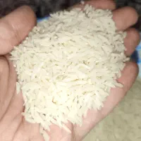 برنج ایرانی دوباره کشت