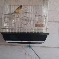 قناری نر جوان و قرص بخوان|پرنده|قزوین, |دیوار