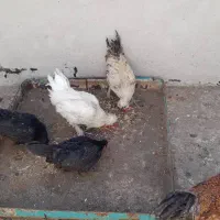 خروس سالم و بی نظیر|حیوانات مزرعه|قم, در بهشت|دیوار