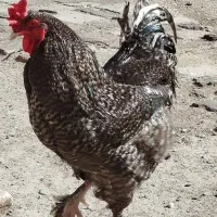 حیوانات مزرعه