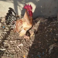 مرغ وخروس محلی اصل|حیوانات مزرعه|باوی, |دیوار