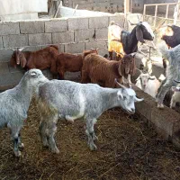 بز بزغاله معاوضه با بره گوسفند|حیوانات مزرعه|قرق, |دیوار