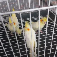 عروس هلندی|پرنده|مشهد, اروند|دیوار