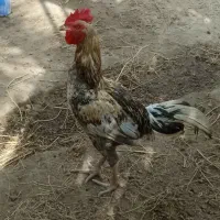 خروس
