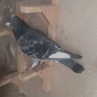 کفترصحیح وسالم