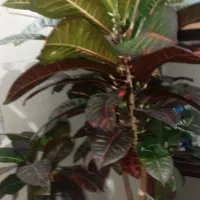 گل کروتون مجلسی