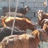 18عدد بز با شماره داخل عکس تماس بگیرید