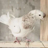 کبوتر هما زرد