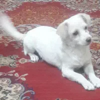 فروش سگ پاپی