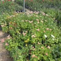 انواع گل رز  ارسال رایگان