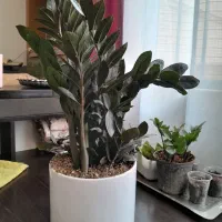 زاموفیلیا بلک و سبز