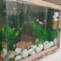 ماهی|ماهی|فسا, |دیوار