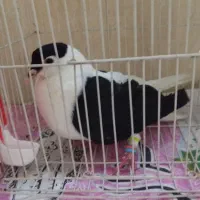 کفتر معاوضه