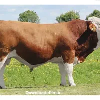 گوساله سیمینتال چاق