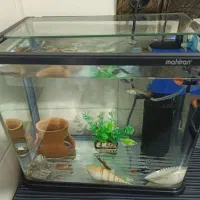 آکواریوم|ماهی|رشت, پاره بیجار|دیوار