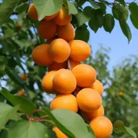 خرید نهـال انگــور اصــلاحشده جهت باغات تجــاری|خدمات باغبانی و درختکاری|اردبیل, |دیوار