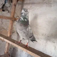 کبوتر|پرنده|قشم, |دیوار