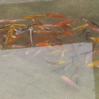 ماهی قرمز شب عید|ماهی|صومعه‌سرا, |دیوار