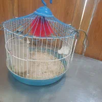 سهره خاکی بخون شلاقی|پرنده|قم, هفت تیر|دیوار