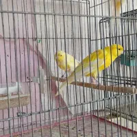 چند نمونه قناری|پرنده|خمینی‌شهر, |دیوار