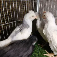 جوجه‌گلین یکماهه نیمه و پانزده روزه