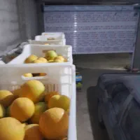 فروش پرتقال تامسون|حراج|مرزیکلا, |دیوار