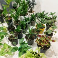 گل آپارتمانی