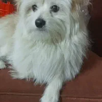 درود ،سگ ماگمشده درپیداکردن آن مارایاری کرده|حیوانات|شیراز, گود عربان|دیوار