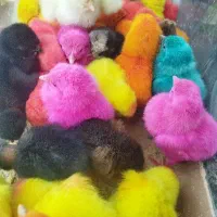 جوجه رنگی وطبیعی گردن لخت و کاکلی