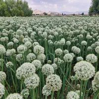 بذر پیاز روز کوتاه و روز بلنده|عمده‌فروشی|تیران, |دیوار