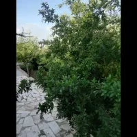 باغ نقلی آینده دار