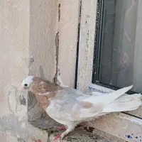 کفتر|پرنده|آبدانان, |دیوار