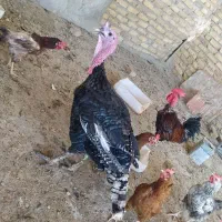یک عدد بوقلمون نر و یک عدد خروس|حیوانات مزرعه|پاکدشت, حصار امیر|دیوار