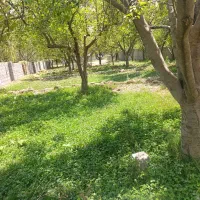 زمین-باغی