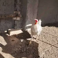 مرغ تخم گذار|حیوانات مزرعه|نسیمشهر, |دیوار