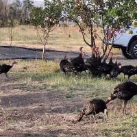 فروش بوقلمون ماده