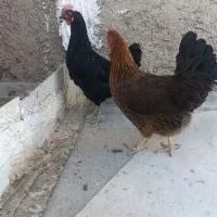 مرغ محلی تخمگذار