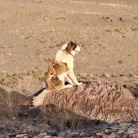 دزدیده شده|حیوانات|اراک, |دیوار